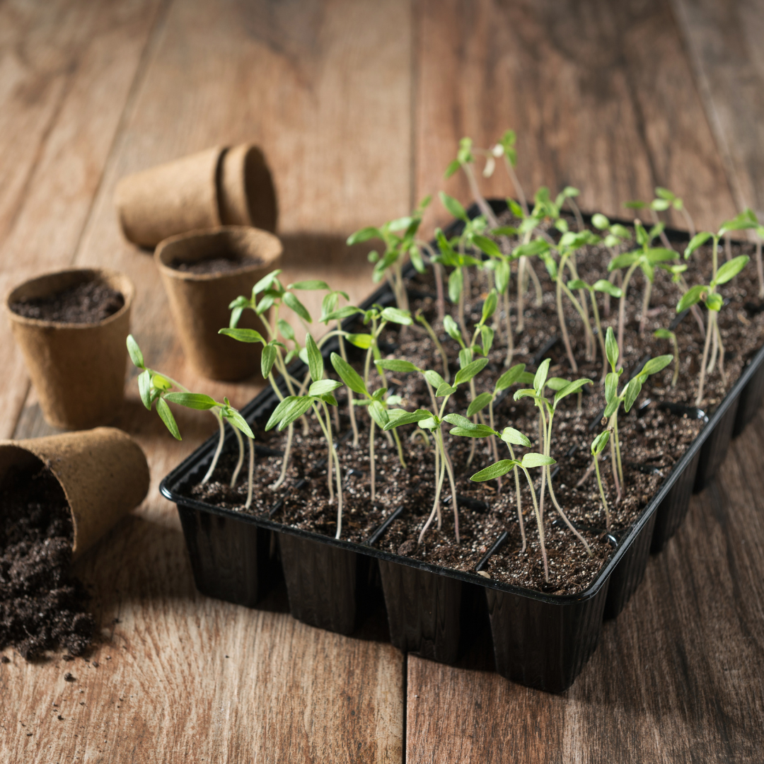 Hearts and Hands of Care Garden Starters